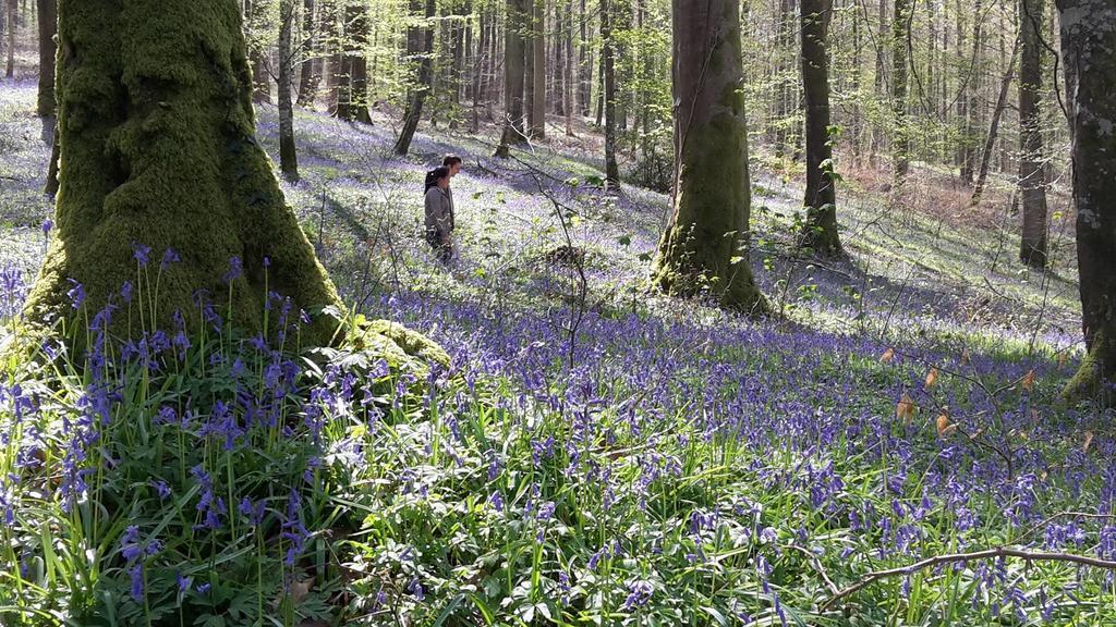 Les Hirondelles Villa Lyons-la-Forêt Buitenkant foto